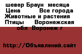 шевер Браун 2месяца › Цена ­ 200 - Все города Животные и растения » Птицы   . Воронежская обл.,Воронеж г.